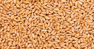 Wheat Mandi Bhav: गेहूं बेचने की सोच रहे हैं? MP की मंडियों में आज क्या रहा हाल, जानिए मंडीवार रिपोर्ट